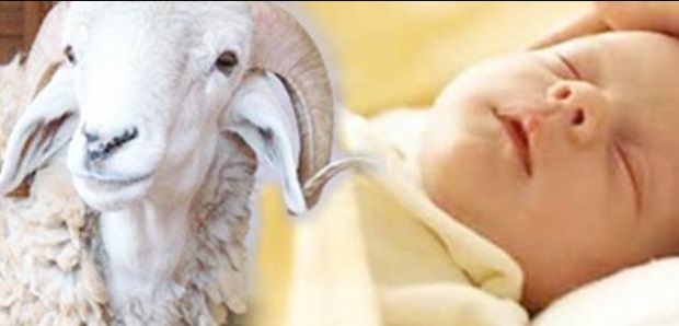 Jasa Aqiqah di Bekasi Timur