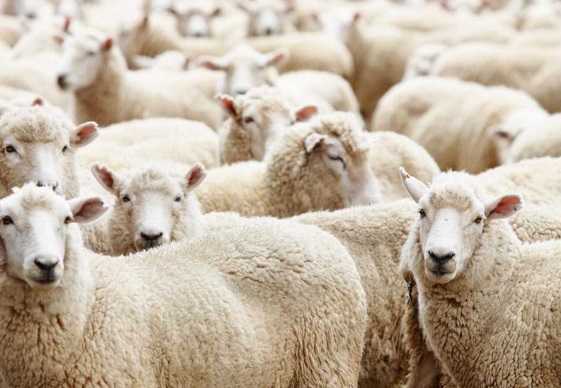 Harga Kambing Aqiqah