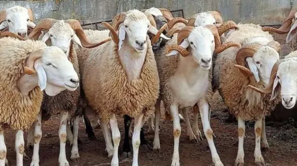 syarat kambing aqiqah
